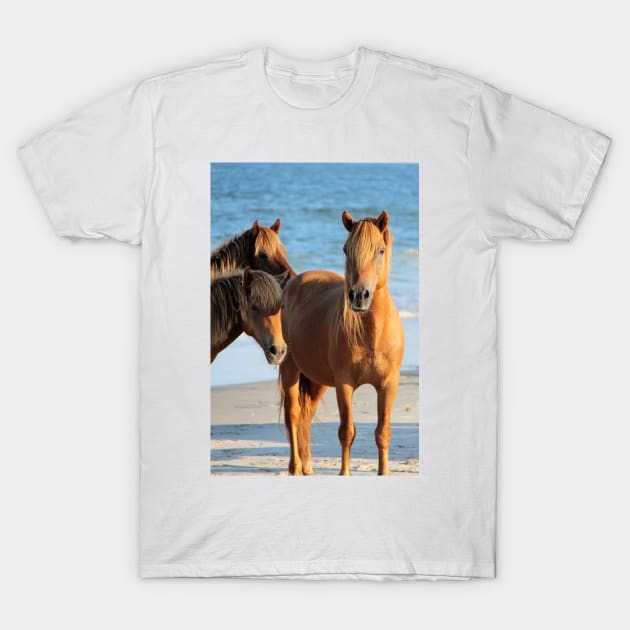 Assateague Beach Ponies Series - 01 T-Shirt by searchlight